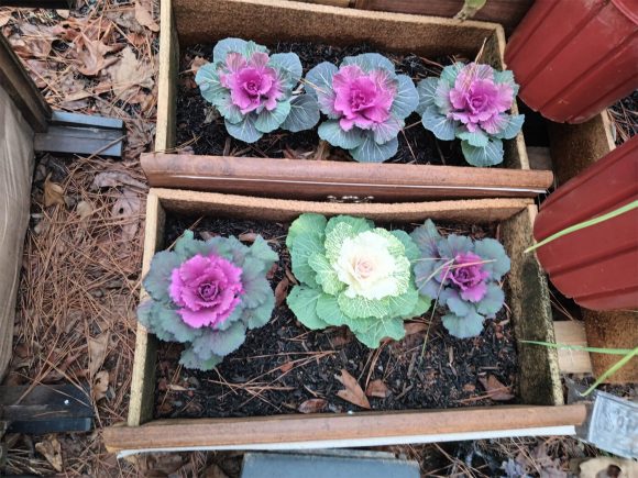 Creating Healthy Environments: The Core Value of Community Hands Club